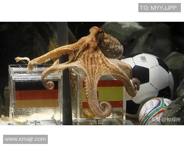 章鱼为何成为足球明星的代名词及其背后的故事揭秘